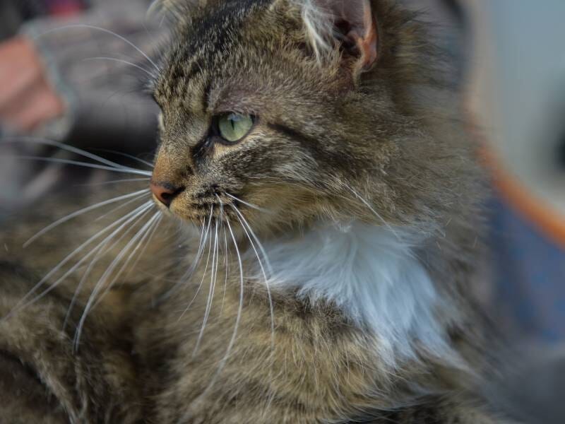 Gros plan sur le profil d'un chat tigré avec un pelage blanc sur la poitrine et des yeux verts.