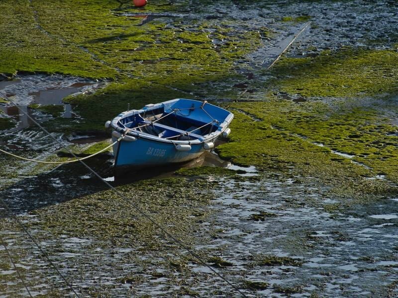 Petite barque bleue attachée sur un sol boueux et herbeux à marée basse, entourée d'eau et d'algues.