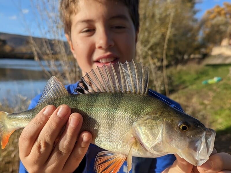 Un garçon souriant tient une perche commune fraîchement pêchée lors d'un stage de pêche dans l'Ain.