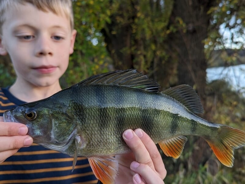 Un enfant montre fièrement une perche avec ses rayures noires lors d'un stage de pêche dans l'Ain.
