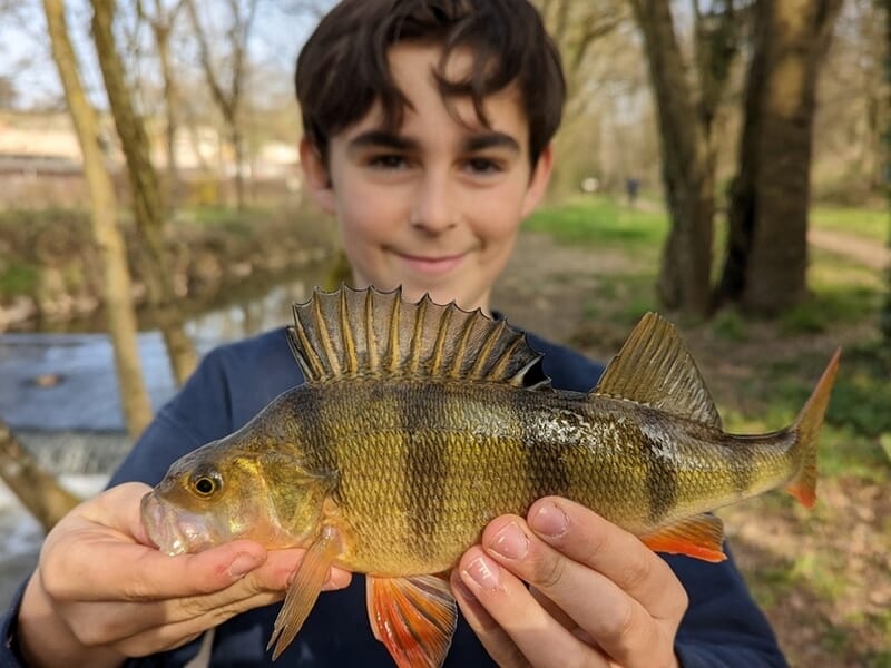 Un jeune garçon présente une perche colorée avec des nageoires orange lors d'un stage de pêche dans l'Ain.