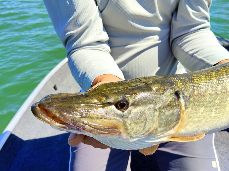 Gros plan sur un brochet tenu par une personne assise dans un bateau lors d'un stage de pêche près de Dijon.
