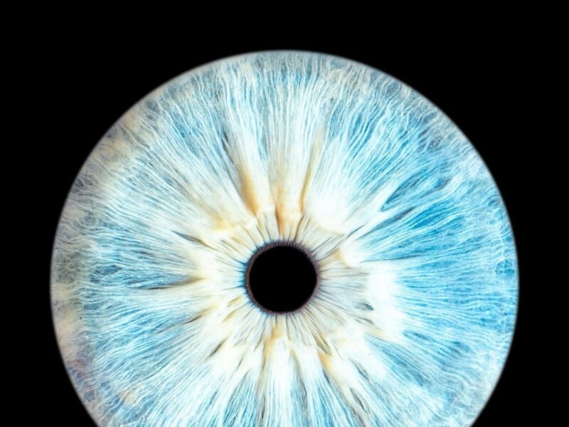 Gros plan sur un iris bleu clair avec des détails fins lors d'un shooting photo iris à Dunkerque.