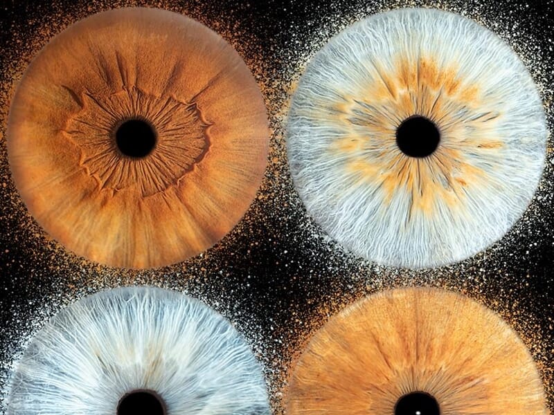 Quatre iris colorés en gros plan, deux bleus et deux marron, lors d'un shooting photo iris à Dunkerque.