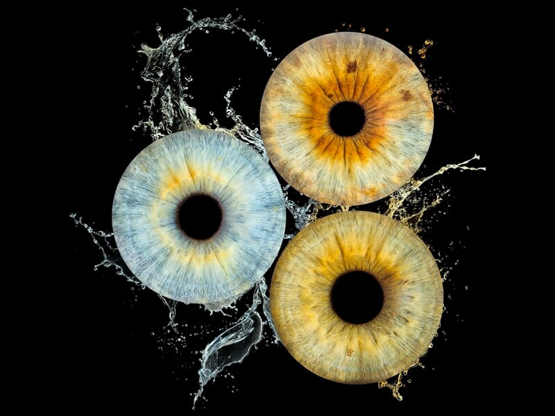 Trois iris colorés en gros plan avec éclaboussures d'eau sur fond noir, montrant des détails précis et vibrants.