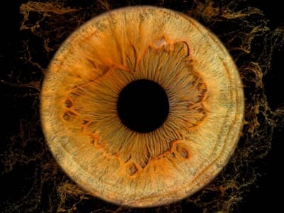 Photo d'Iris près de Sorgues