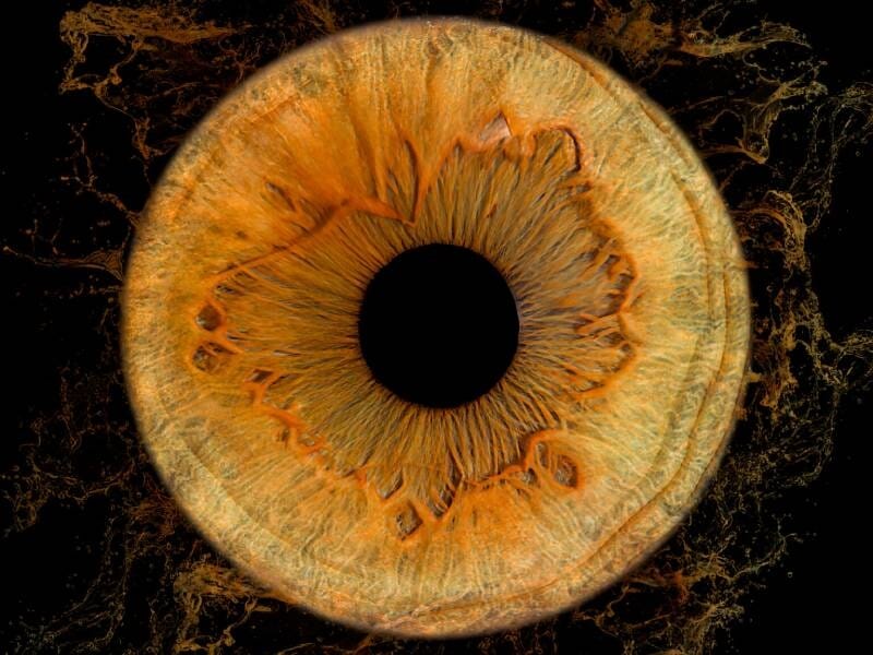 Gros plan d'un iris orange avec des motifs complexes et un fond noir, mettant en valeur la texture et les couleurs naturelles. Shooting photo près de Sorgues.