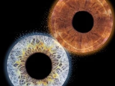 Photographie d'Iris près de Nancy