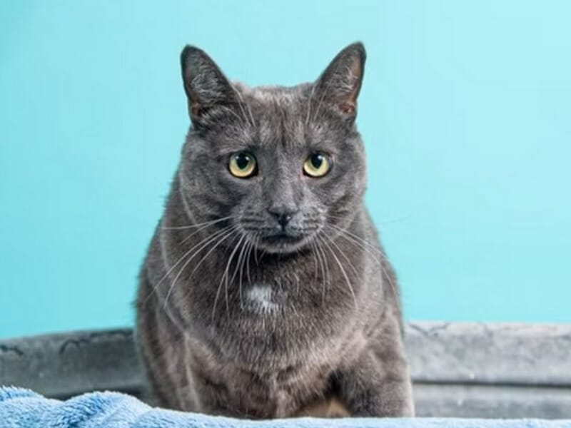Chat gris aux yeux verts posé sur un tissu bleu avec un fond bleu uni lors d'un shooting photo animal de compagnie près de Nancy.