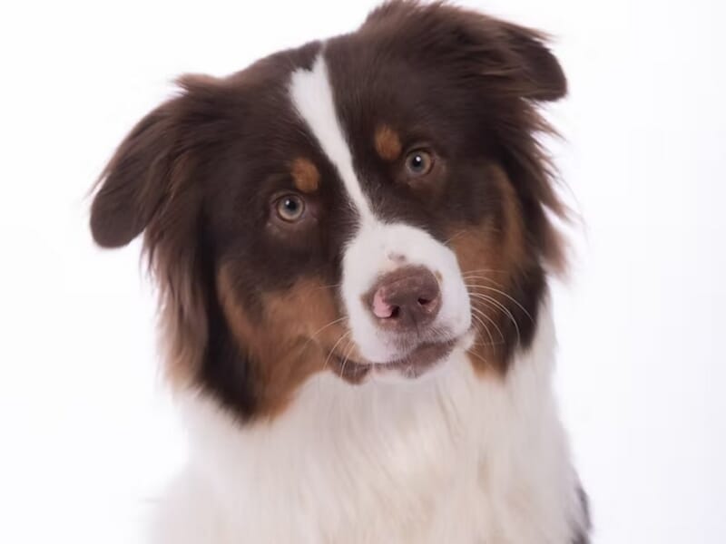 Chien tricolore avec pelage marron, blanc et noir, regardant la caméra sur fond blanc lors d'un shooting photo animal de compagnie près de Nancy.