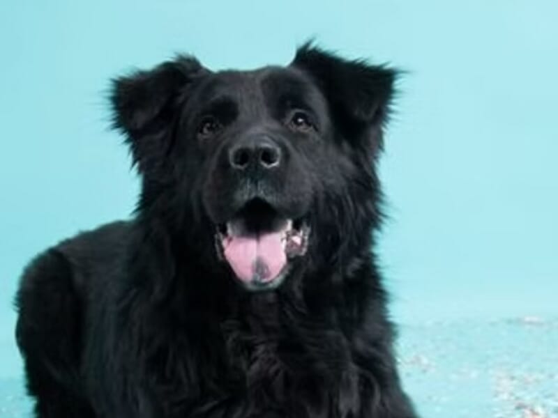 Chien noir avec pelage épais, langue sortie, assis sur un sol bleu clair lors d'un shooting photo animal de compagnie près de Nancy.
