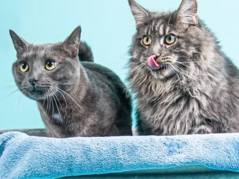 Deux chats, un gris et un tigré, posés sur un tissu bleu, lors d'un shooting photo animal de compagnie près de Nancy.