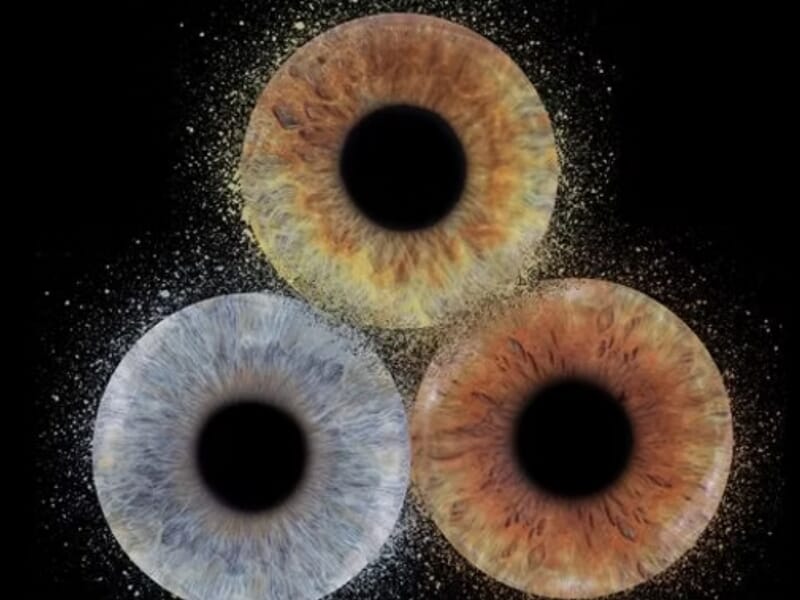 Trois iris colorés en gros plan sur fond noir lors d'un shooting photo iris près de Nancy.