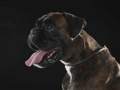 Shooting Photo avec votre Animal de Compagnie à Colmar
