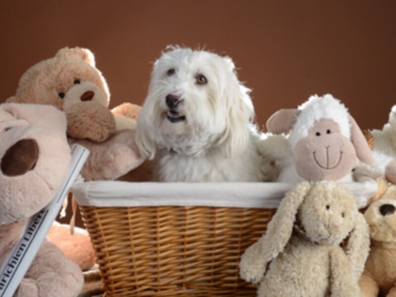 Chien blanc assis dans un panier en osier entouré de plusieurs peluches douces lors d'un shooting photo animal de compagnie à Colmar.