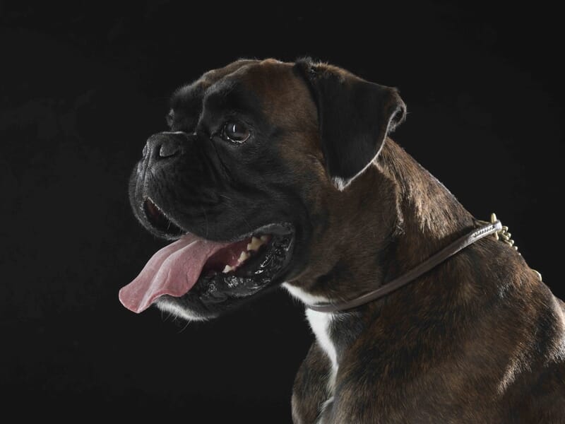 Portrait d'un chien boxer brun avec langue sortie, collier en cuir lors d'un shooting photo animal de compagnie à Colmar.
