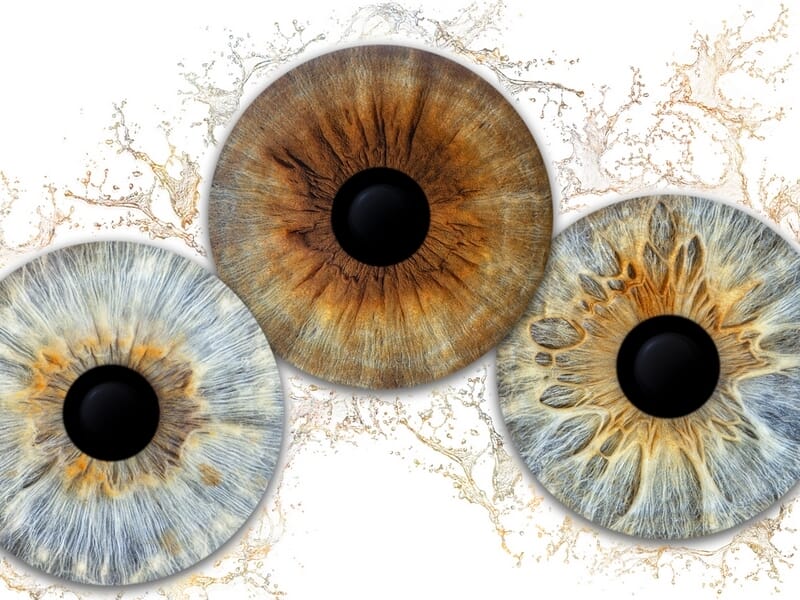 Trois iris colorés en gros plan, avec des nuances de marron, bleu et beige, sur fond blanc texturé.