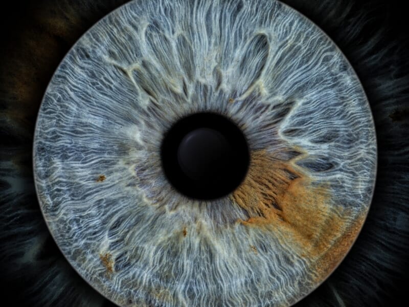 Détail d'un iris bleu-gris avec des touches de brun clair, sur fond noir pour un effet dramatique.