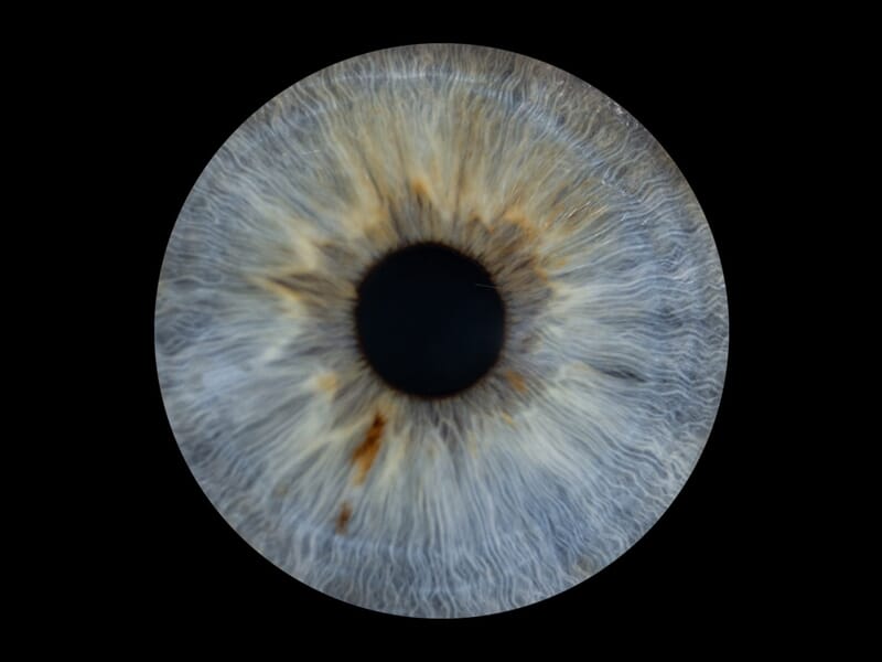 Gros plan sur un iris humain bleu-gris avec des détails fins et un centre noir circulaire net