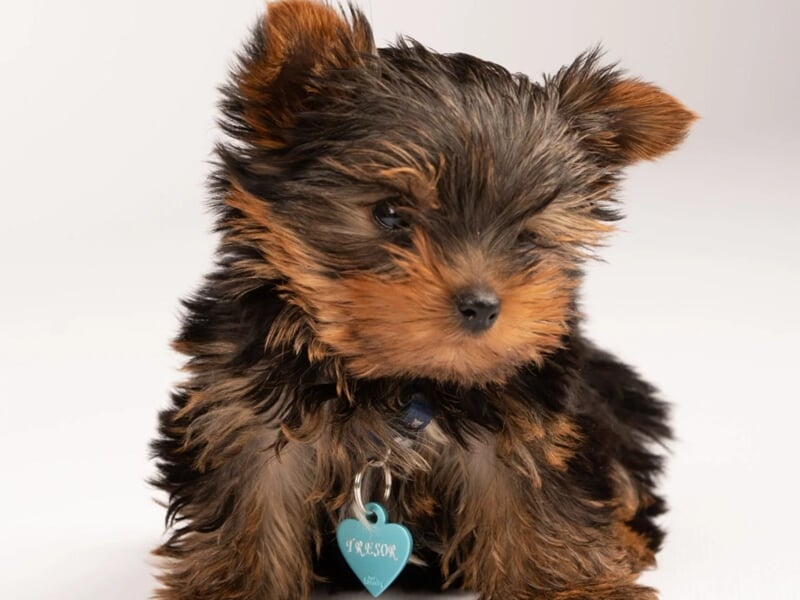 Petit chiot Yorkshire Terrier avec un collier bleu et un pendentif en forme de cœur lors d'un shooting photo animal de compagnie à Besançon.