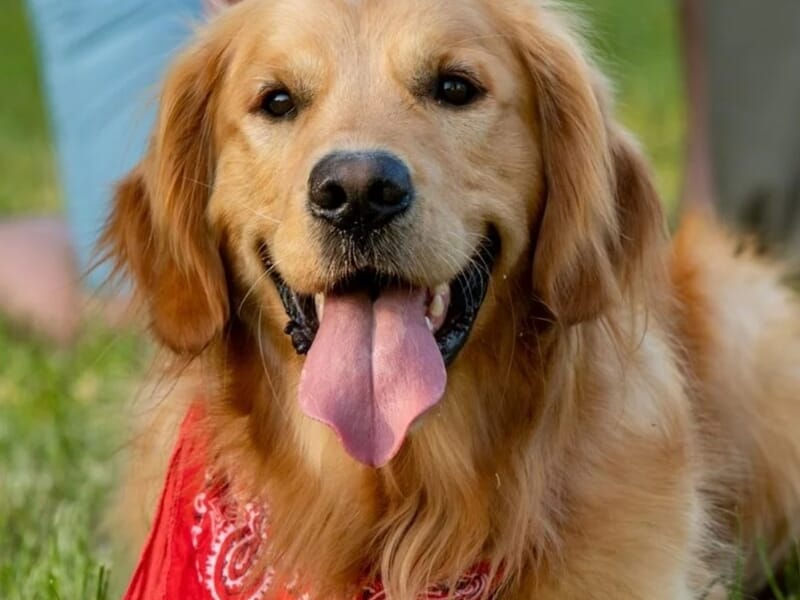 Chien Golden Retriever souriant avec une langue sortie et un bandana rouge, lors d'un shooting photo animal de compagnie à Besançon.