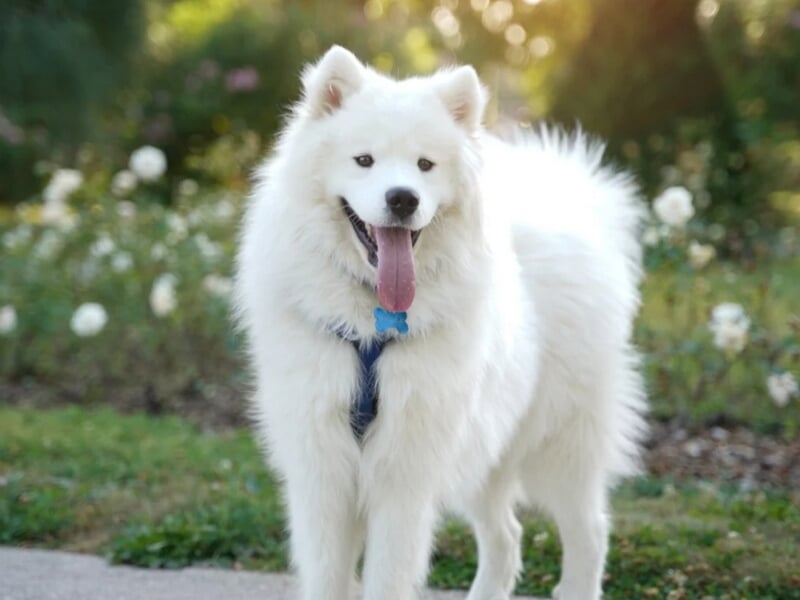 Chien blanc de race Samoyède debout sur un chemin, langue sortie, lors d'un shooting photo animal de compagnie à Besançon.