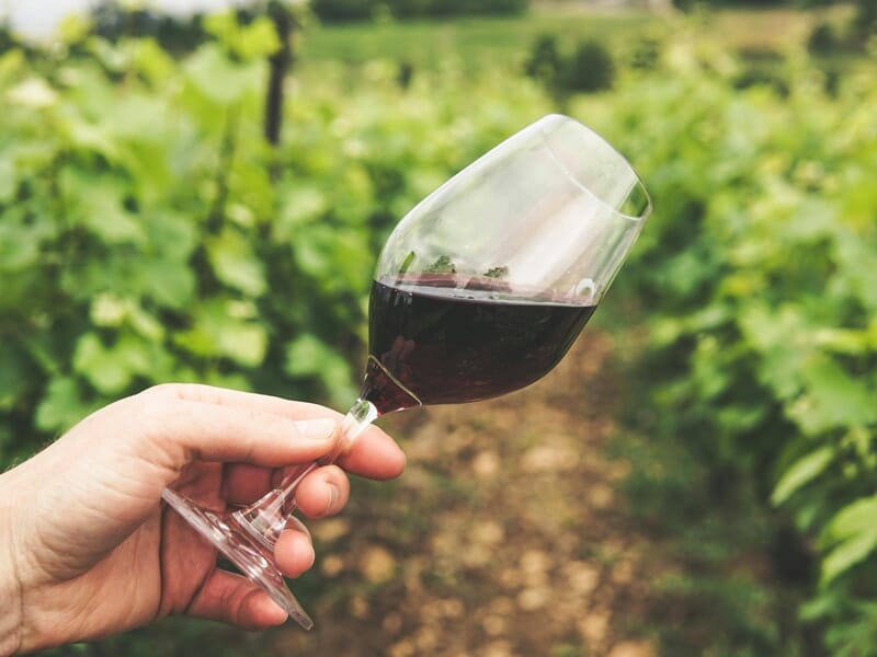 Main tenant un verre de vin rouge devant un vignoble verdoyant en Champagne, région de Reims, France.