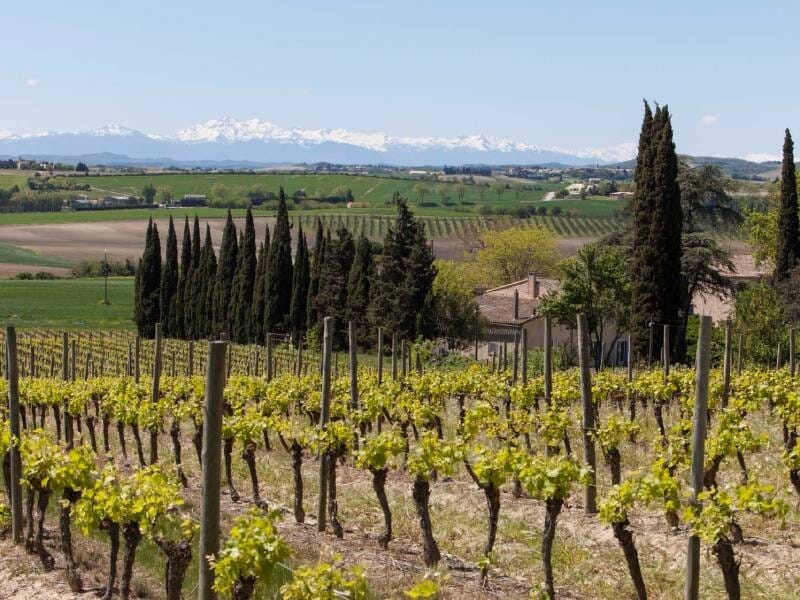 Vignoble avec des rangées de vignes vertes, des cyprès, des champs et des montagnes enneigées en arrière-plan sous un ciel clair.