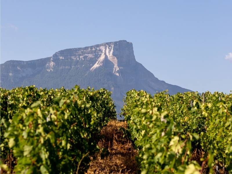 Vignoble verdoyant avec une grande montagne rocheuse en arrière-plan sous un ciel bleu clair.