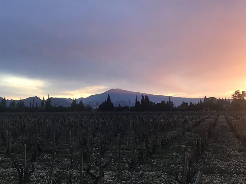 Vignoble au coucher du soleil avec des rangées de vignes lors d'un week-end oenologie près de Châteauneuf-du-Pape.