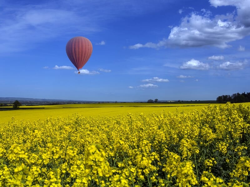 Montgolfière rouge volant au-dessus d'un vaste champ de colza jaune lors d'un vol en montgolfière près de la Montagne de Lure.