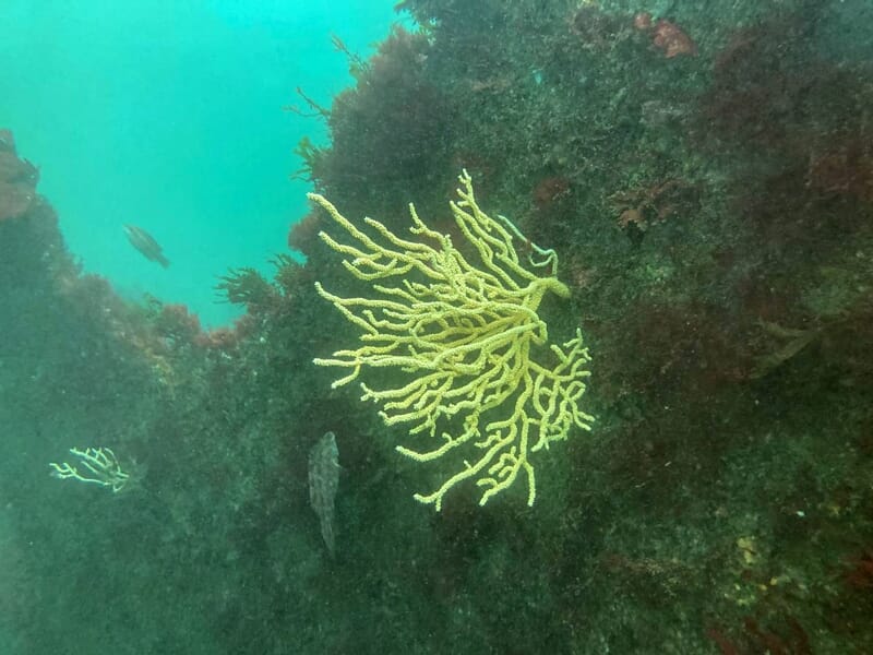 Corail jaune vif accroché à un rocher sous-marin avec quelques poissons nageant autour dans l'eau turquoise.