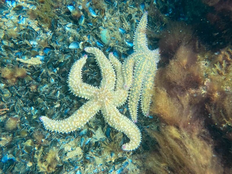 Deux étoiles de mer blanches posées sur un fond rocheux recouvert d'algues et de coquillages sous l'eau.