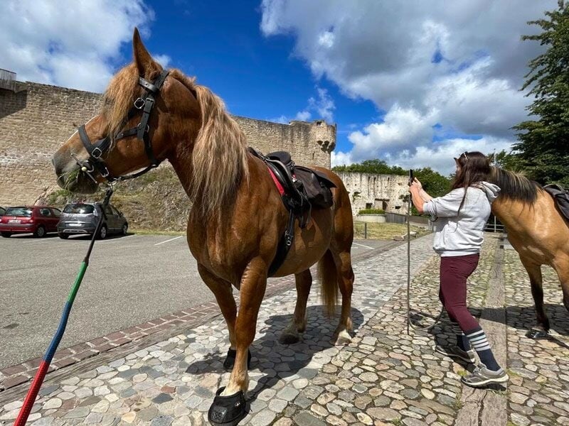 Cheval marron tenu en longe sur une place pavée, une personne prend une photo avec un autre cheval.