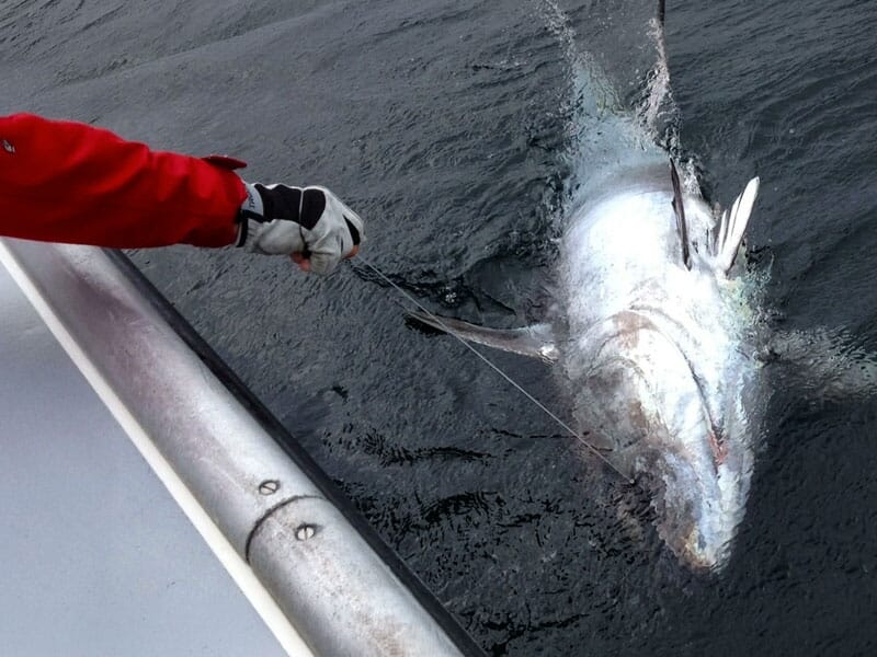 Un pêcheur en gants rouges tire un gros thon argenté à côté du bateau sur une mer agitée.