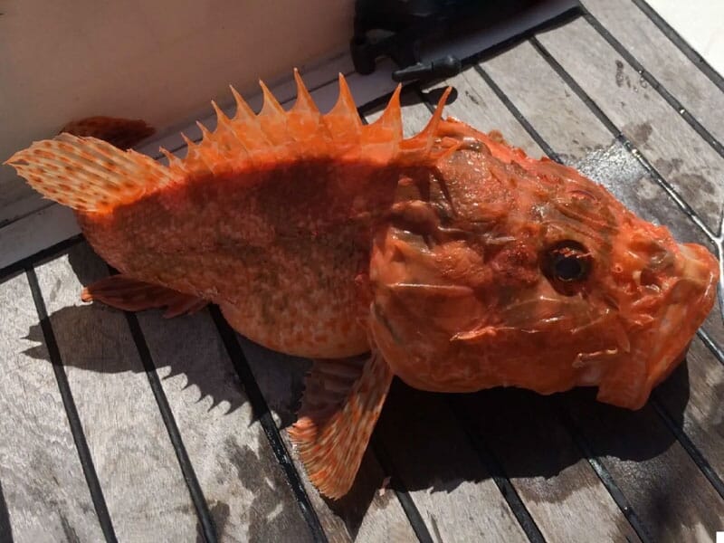 Un poisson rouge à l'apparence rugueuse est posé sur le pont en bois d'un bateau au soleil.