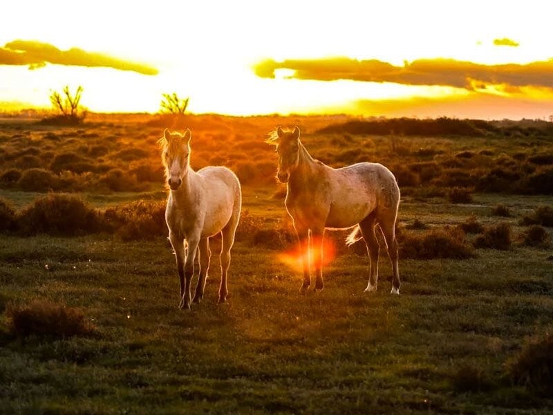 Deux chevaux debout dans un champ au coucher du soleil avec un ciel orange et des herbes sauvages autour.