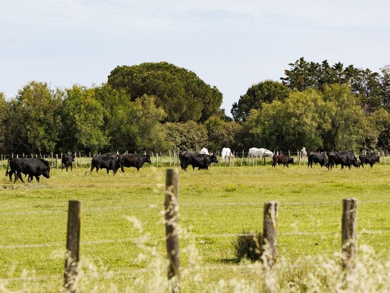 Un troupeau de vaches noires et blanches paissant dans un champ vert entouré d'arbres sous un ciel clair.