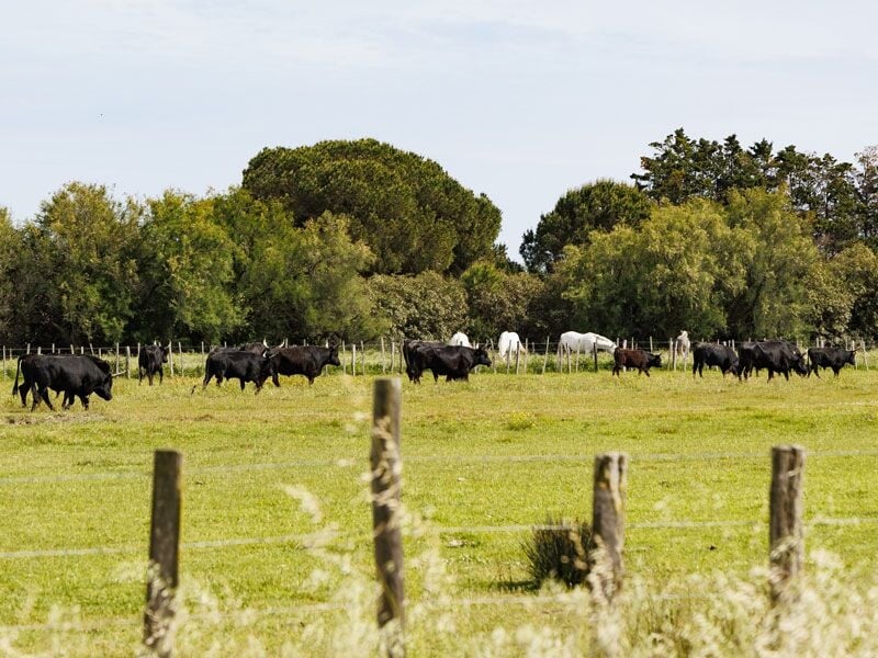 Un troupeau de vaches noires et blanches paissant dans un champ vert entouré d'arbres sous un ciel clair.