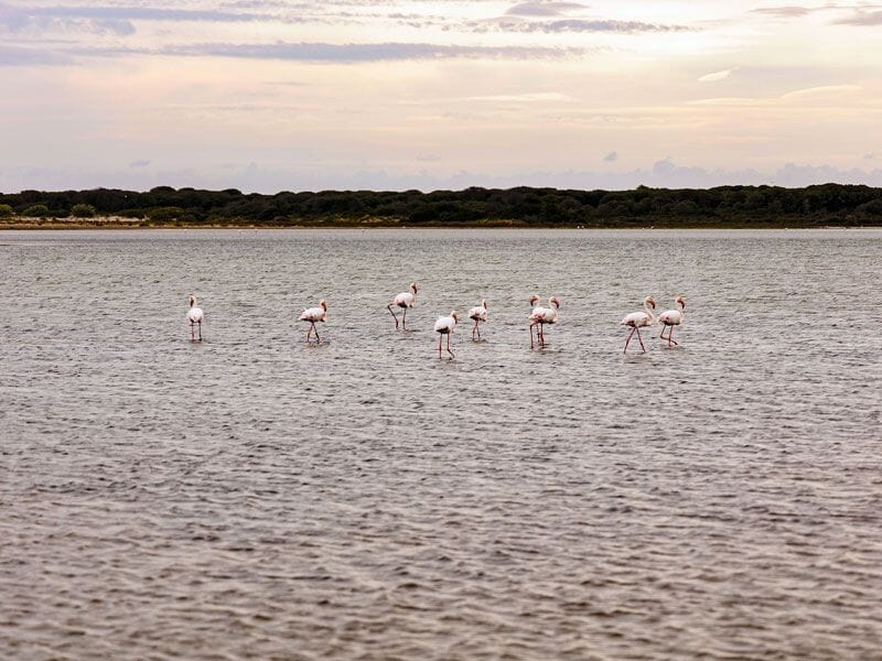 Un groupe de flamants roses se tient dans une étendue d'eau calme avec une végétation basse en arrière-plan.
