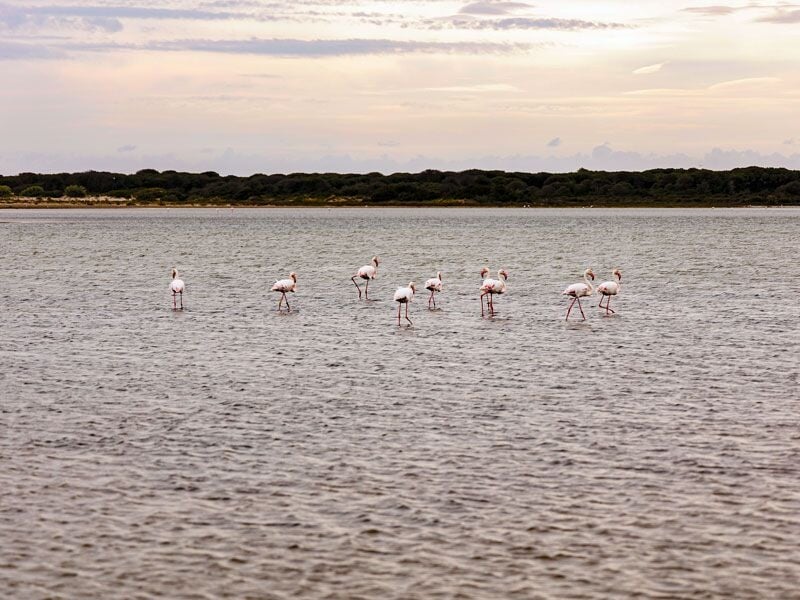 Un groupe de flamants roses se tient dans une étendue d'eau calme avec une végétation basse en arrière-plan.