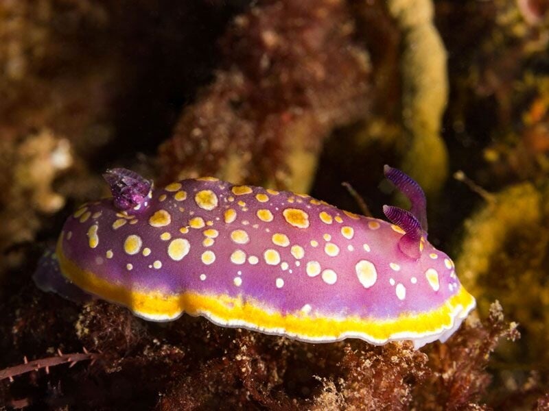 Gros plan d'une limace de mer violette avec des taches jaunes et blanches sur un fond marin rocheux.