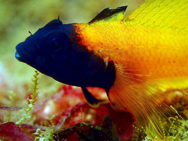 Poisson coloré avec une tête bleue et un corps jaune nageant près des algues sous-marines.