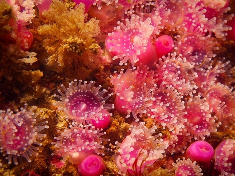 Gros plan sur des anémones roses et rouges fixées sur un fond rocheux sous-marin.