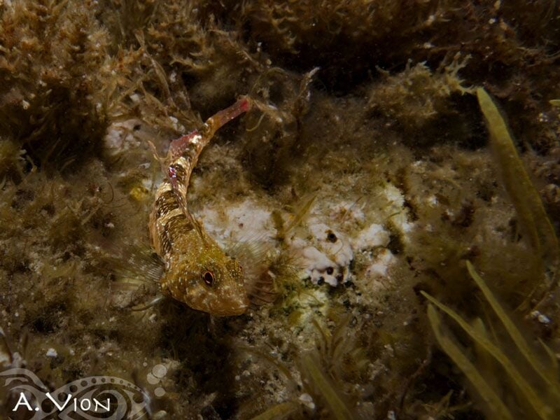 Petit poisson camouflé parmi les algues et roches sous-marines, photographié en plongée.