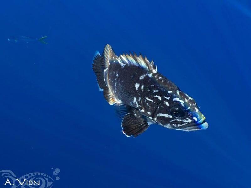 Poisson noir avec des taches blanches nageant dans une eau bleue claire en milieu marin.