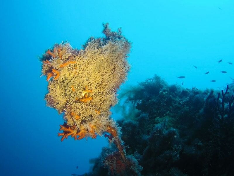 Corail orange vif fixé sur un rocher sous-marin avec des poissons nageant en arrière-plan.