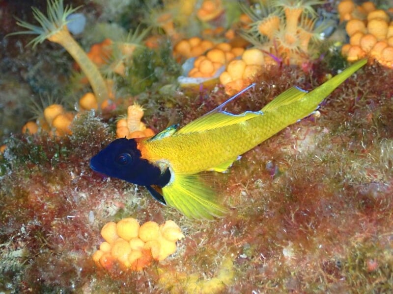 Poisson jaune vif avec tête noire nageant près de coraux et éponges orange sur un fond marin coloré.