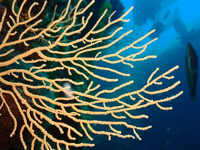 Plongeur en combinaison noire observant une grande gorgone beige dans une eau bleue claire sous-marine.