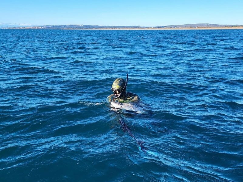Plongeur équipé d'un masque et tuba dans une mer calme, tenant un gros poisson, avec la côte en arrière-plan.